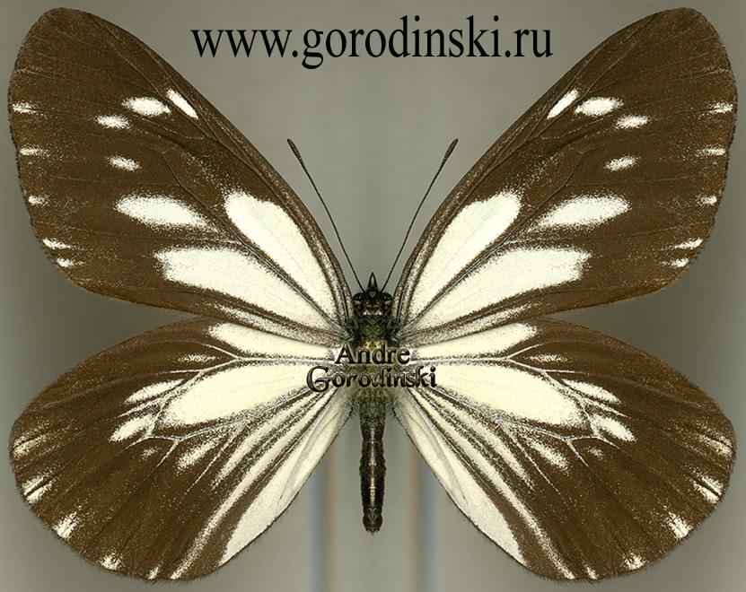 http://www.gorodinski.ru/pieridae/Aporia harrietae paracraea.jpg